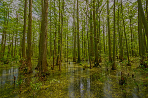 about the enviva forest conservation fund in virginia and north carolina
