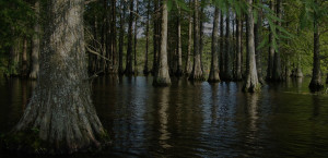 bottomland ecosystems protected by the enviva forest protection fund