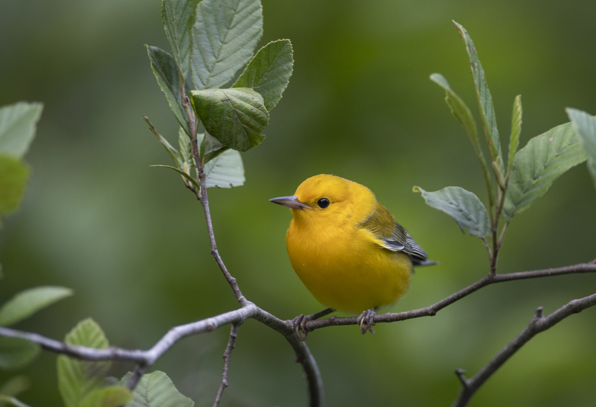 Enviva Forest Conservation Fund Helps North Carolina Coastal Land Trust